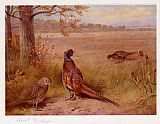 Archibald Thorburn Famous Paintings - The Old and the New